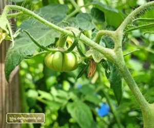 Tomaten: Erntevorfreude und Gärtnerfehler