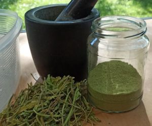 Spinat stromlos trocknen, oder: Grünes Gold im Gurkenglas